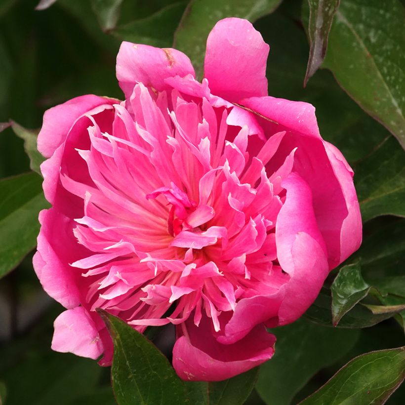 Paeonia lactiflora Edulis Superba (Flowering)