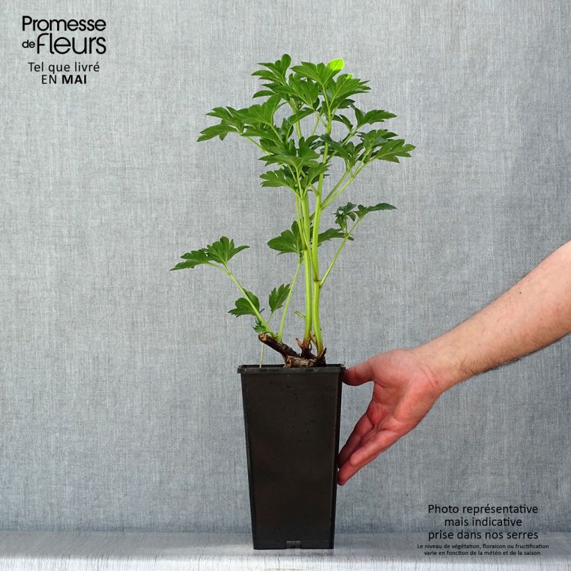 Paeonia lactiflora King's Day 3L/4L pot sample as delivered in spring