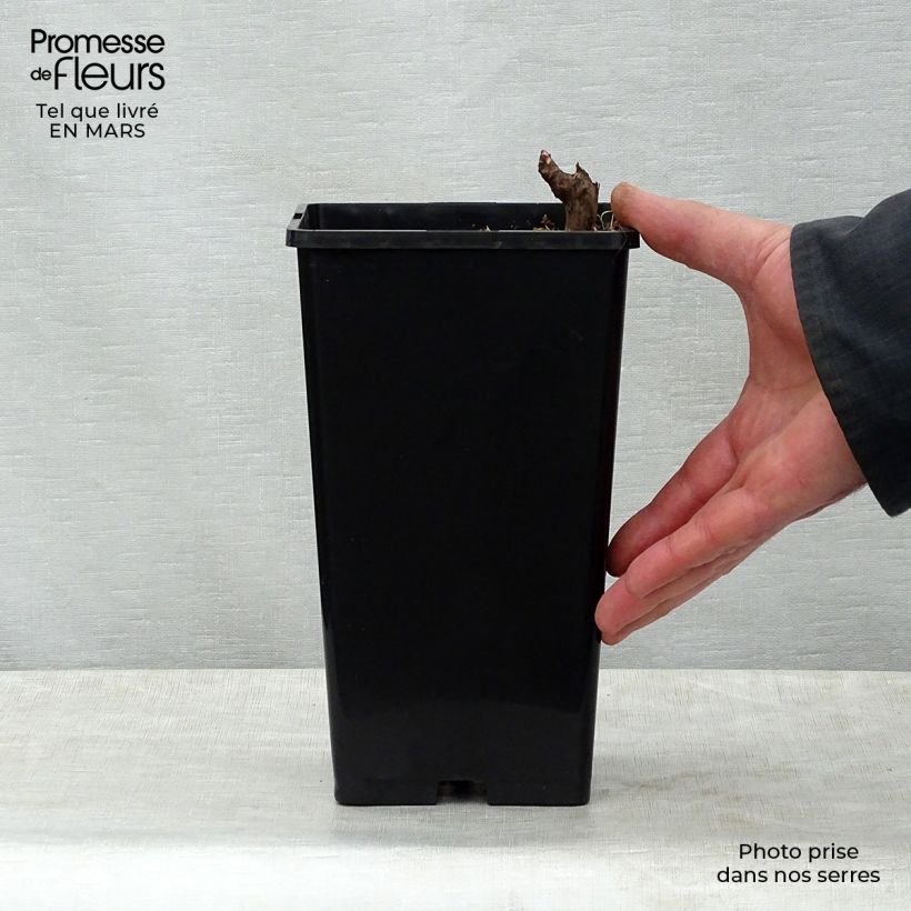 Paeonia lactiflora Marie lemoine 3L/4L pot sample as delivered in spring