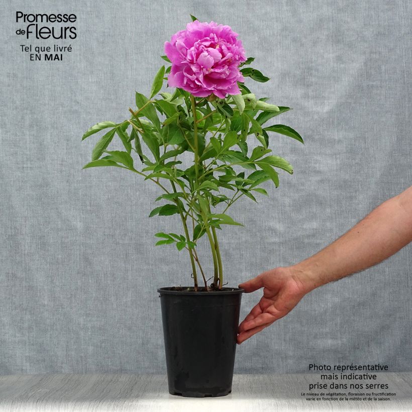 Paeonia x lactiflora Monsieur Jules Elie 3L/4L pot sample as delivered in spring