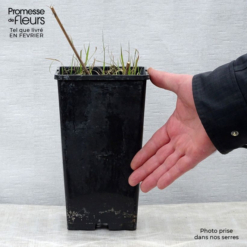 Paeonia lactiflora Nippon Beauty - Garden Peony 3L/4L pot sample as delivered in winter