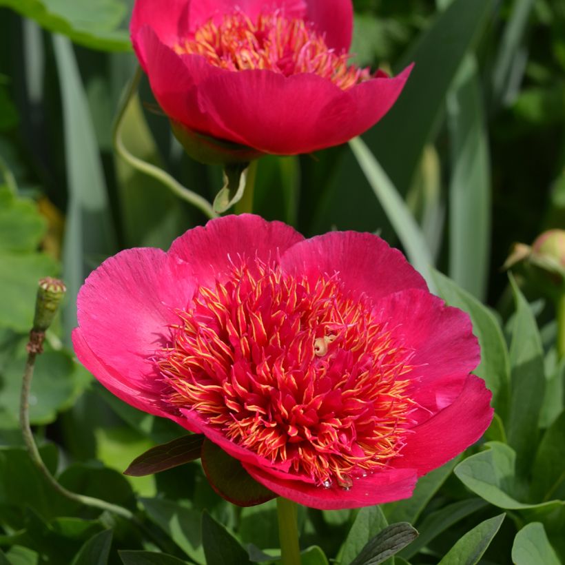 Paeonia officinalis Anemoniflora (Flowering)