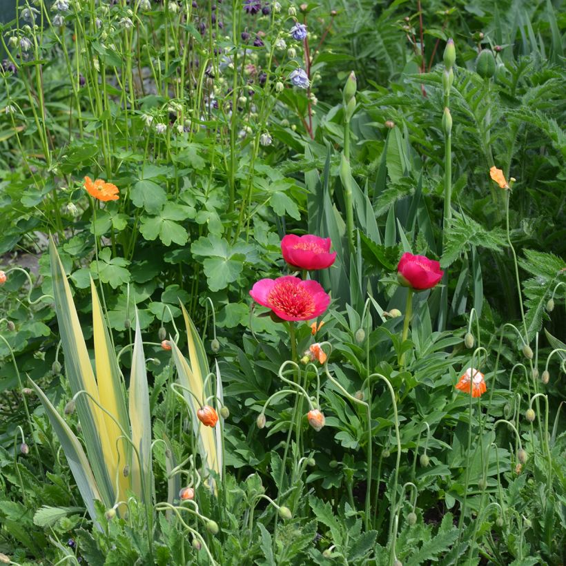 Paeonia officinalis Anemoniflora (Plant habit)