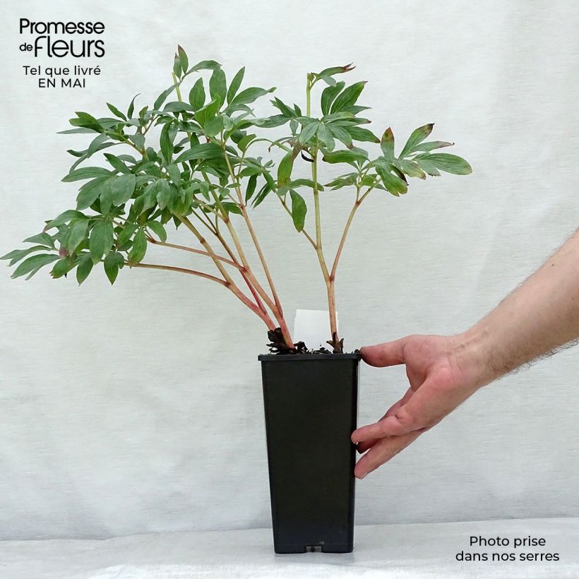 Paeonia officinalis Rosea Plena 12cm pot sample as delivered in spring