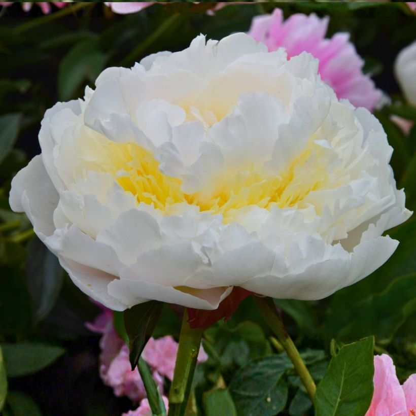 Paeonia lactiflora Blush Queen - Chinese peony (Flowering)