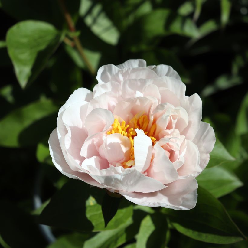 Paeonia lactiflora Blushing Princess (Flowering)