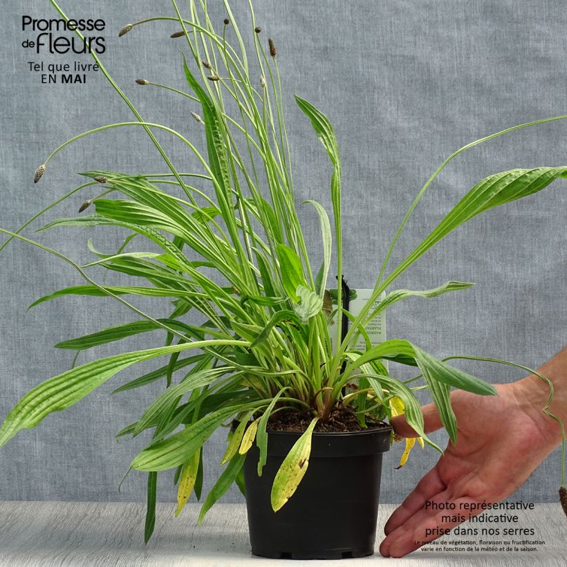Ribwort Plantain - Plantago lanceolata 1.5L/2L pot sample as delivered in spring