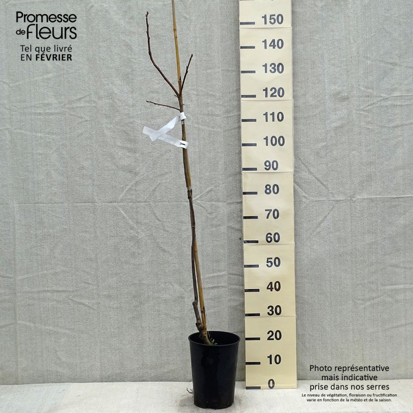 Diospyros kaki Ragno - Persimmon 7.5L/10L pot, Half standard sample as delivered in winter
