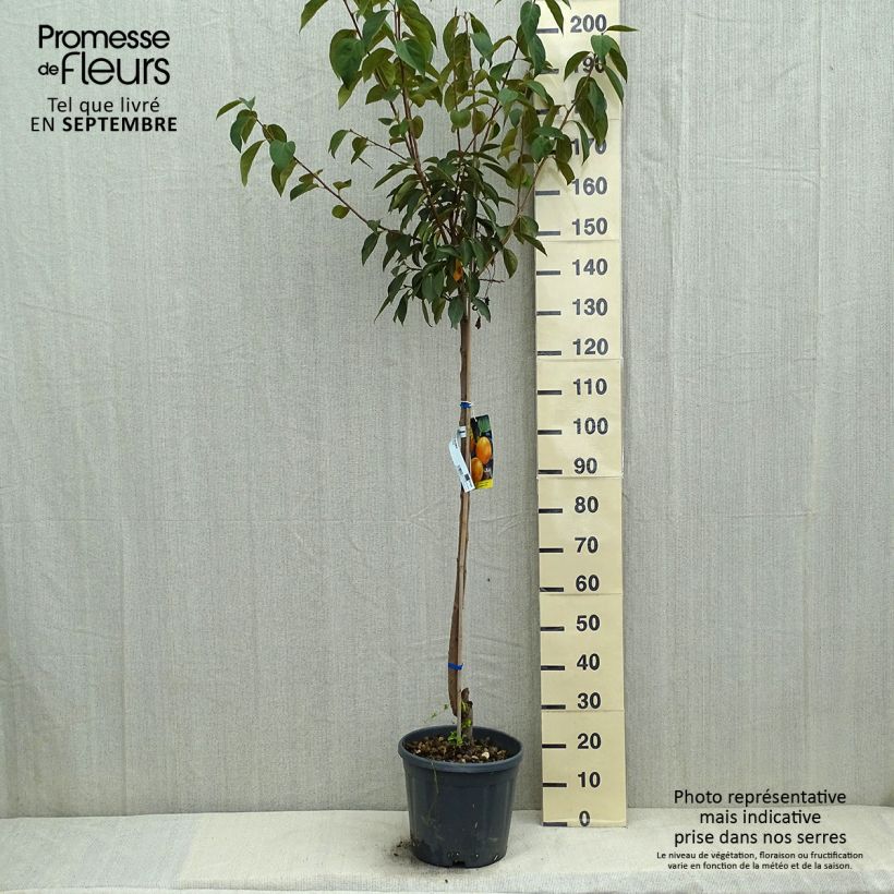 Diospyros kaki Vanillia - Persimmon 7.5L/10L pot, Half standard sample as delivered in summer