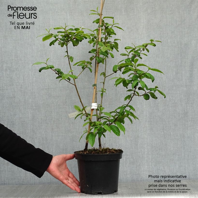 Diospyros lotus - Date-plum 3L/4L pot sample as delivered in spring