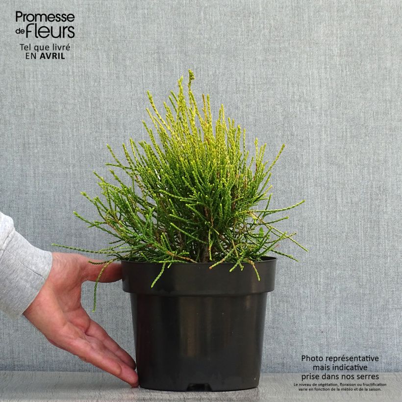 Platycladus orientalis Franky Boy 2L/3L pot sample as delivered in spring