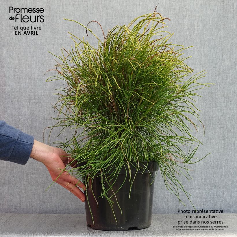 Platycladus orientalis Franky Boy 7.5L/10L pot sample as delivered in spring