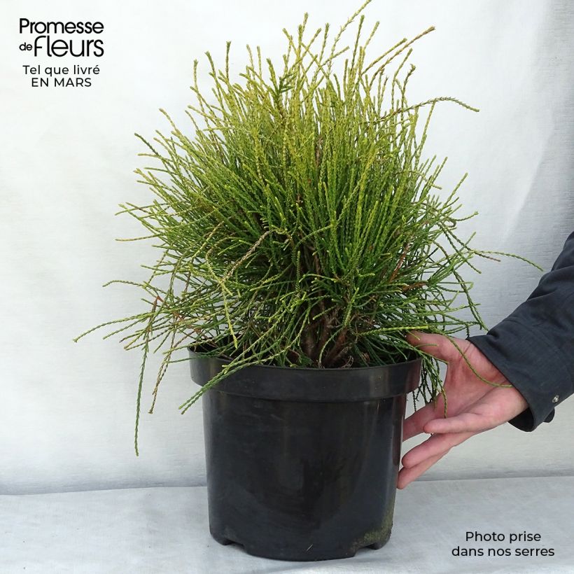 Platycladus orientalis Franky Boy 7.5L/10L pot sample as delivered in winter