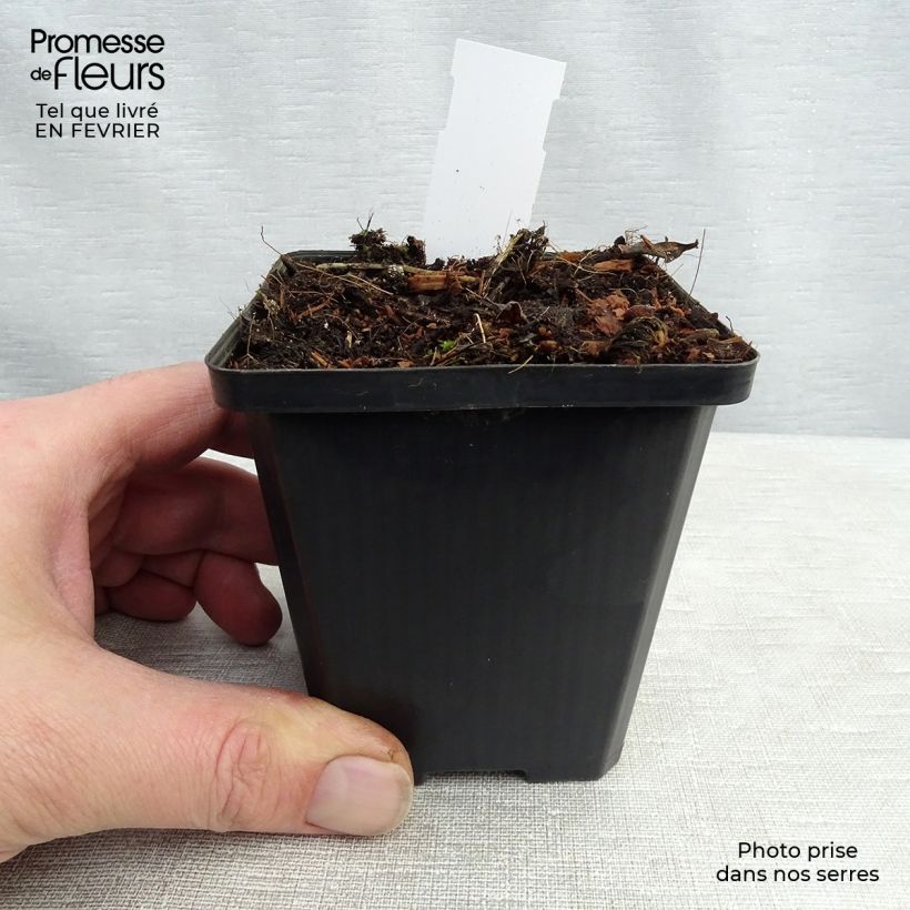 Platycodon grandiflorus Fuji White 7/8 cm pot sample as delivered in winter