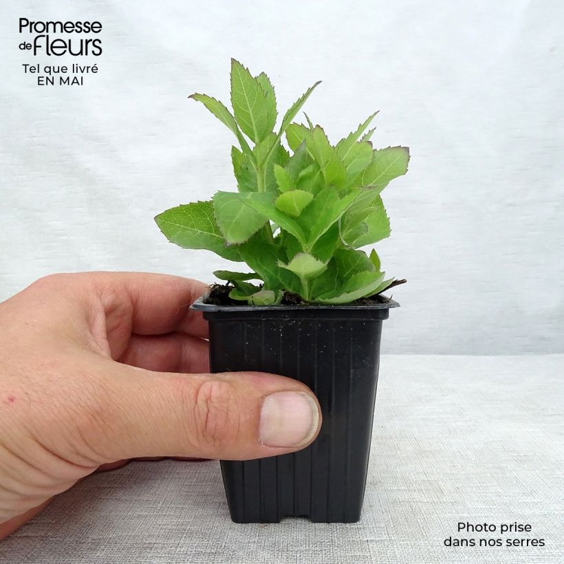 Platycodon grandiflorus Mariesii 7/8 cm pot sample as delivered in spring