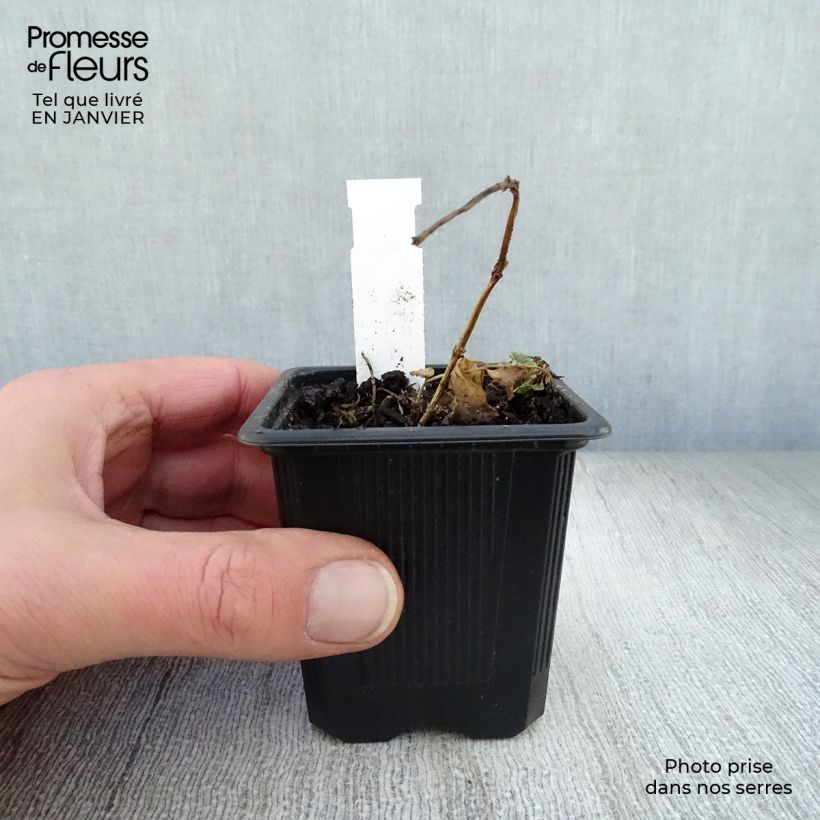 Platycodon grandiflorus Mariesii 7/8 cm pot sample as delivered in winter