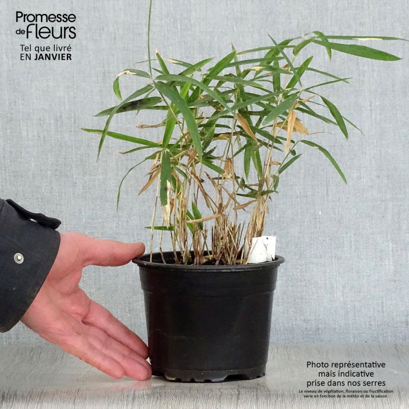Pleioblastus argenteostriatus Pumilus - Dwarf Bamboo 1L/1.5L pot sample as delivered in winter