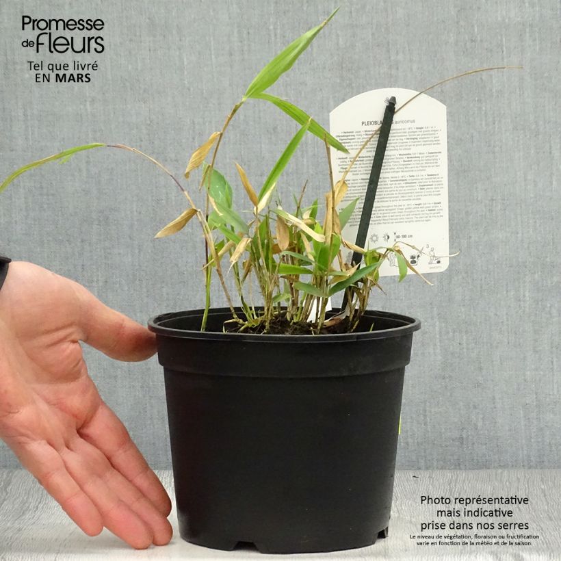 Pleioblastus auricomus - Dwarf Bamboo 1L/1.5L pot sample as delivered in spring