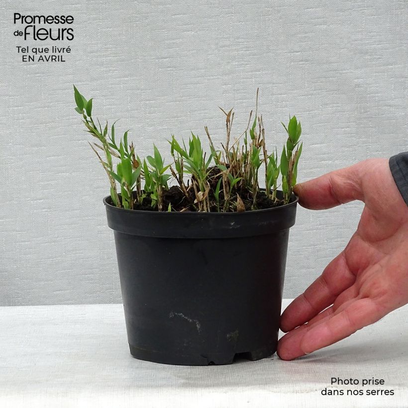 Pleioblastus pygmaeus - Dwarf Bamboo 1L/1.5L pot sample as delivered in spring