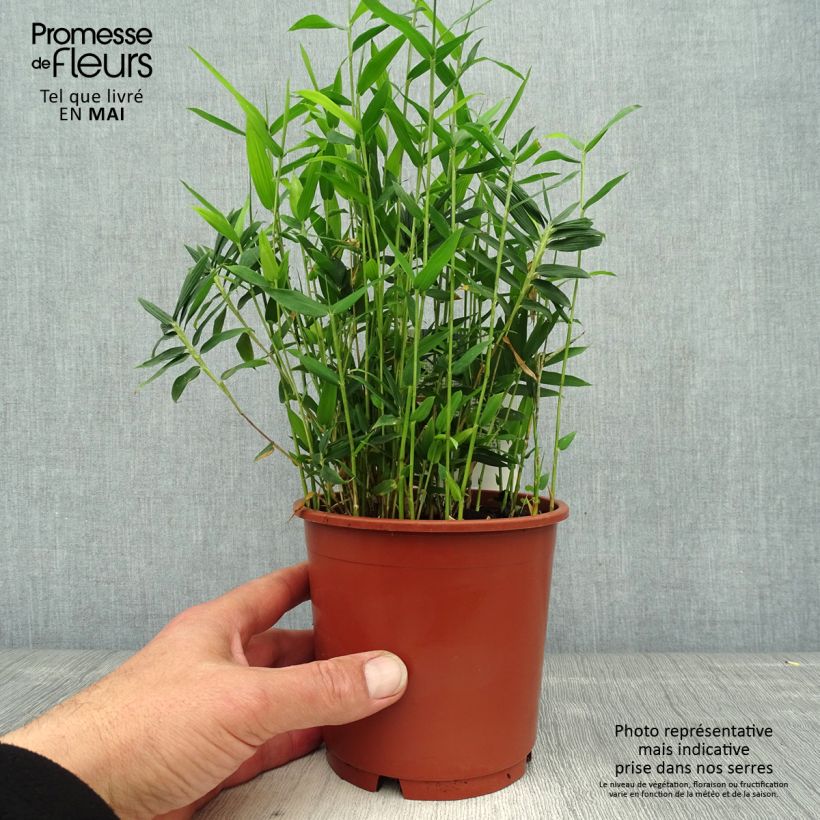 Pleioblastus pygmaeus Distichus - Dwarf Bamboo 1L/1.5L pot sample as delivered in spring