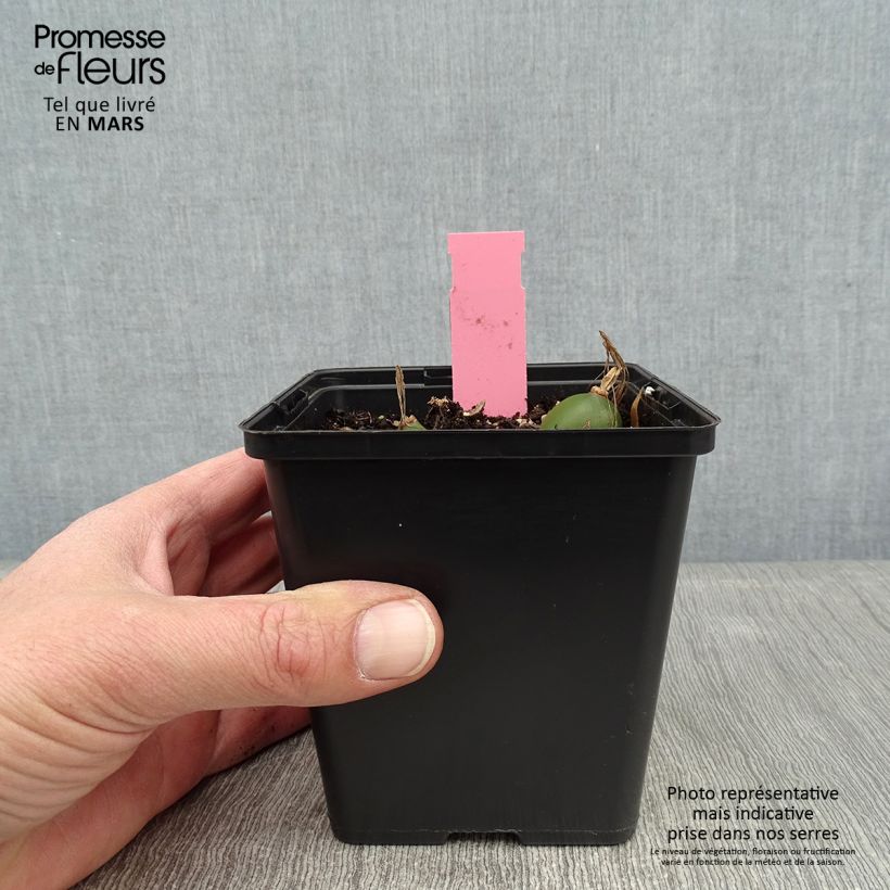 Pleione Glacier Peak 1L/1.5L pot sample as delivered in winter