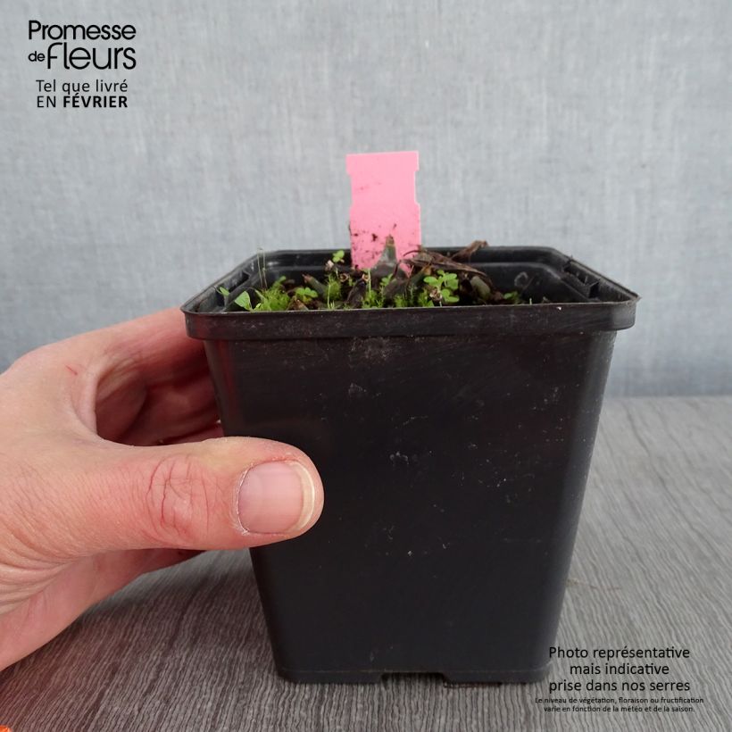 Pleione Tongariro 1L/1.5L pot sample as delivered in winter