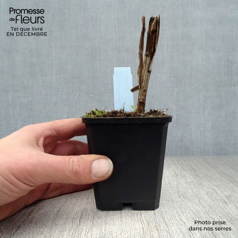 Liatris spicata Floristan White - Dense Blazing star 8/9 cm pot sample as delivered in winter