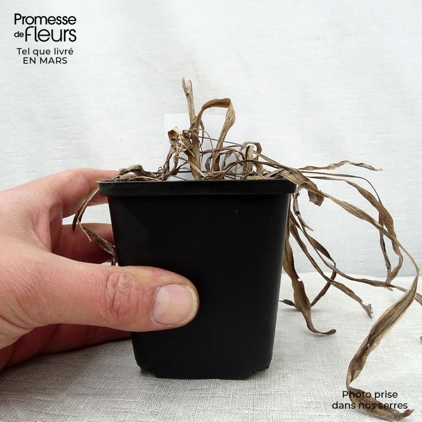 Liatris spicata Kobold - Dense Blazing star 8/9 cm pot sample as delivered in spring