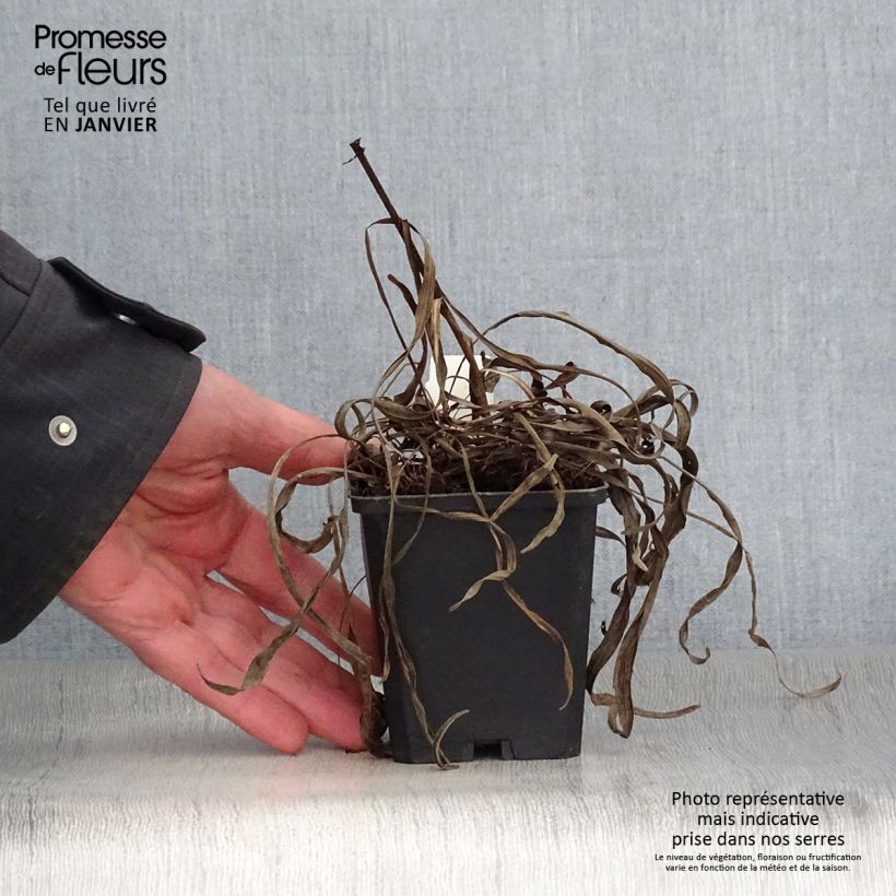 Liatris spicata Kobold - Dense Blazing star 8/9 cm pot sample as delivered in winter