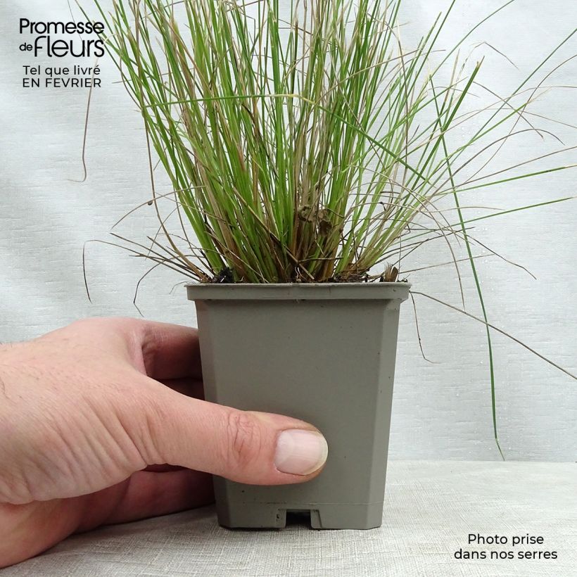 Poa labillardieri 8/9 cm pot sample as delivered in winter