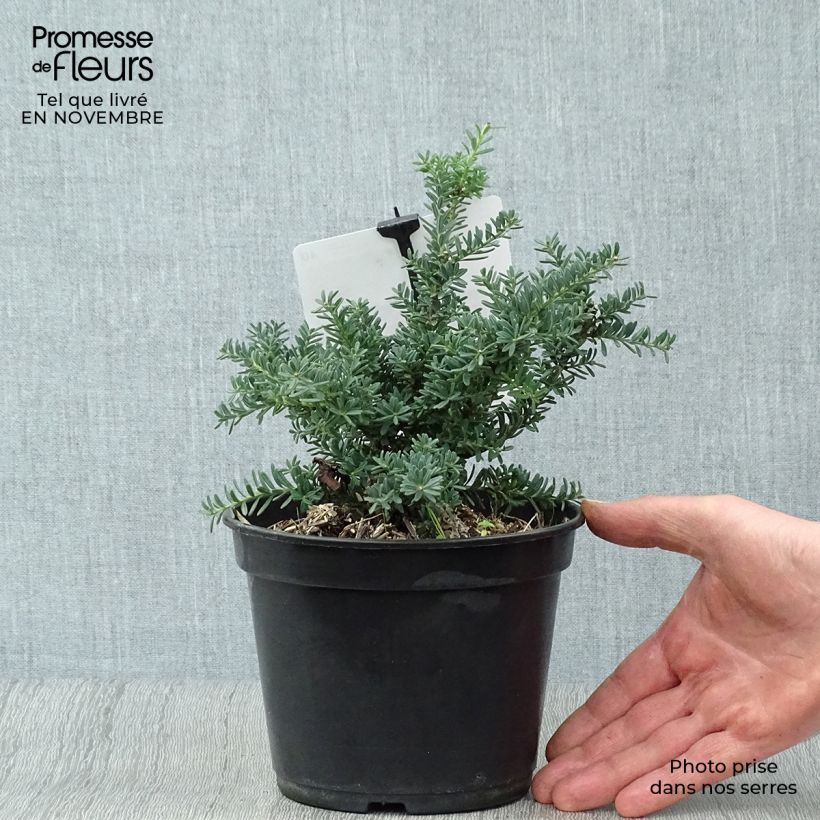 Podocarpus lawrencii Blue Gem 2L/3L pot sample as delivered in autumn