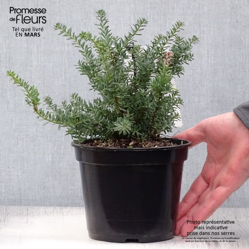Podocarpus lawrencii Blue Gem 2L/3L pot sample as delivered in spring