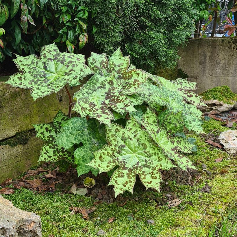 Podophyllum Spotty Dotty (Plant habit)