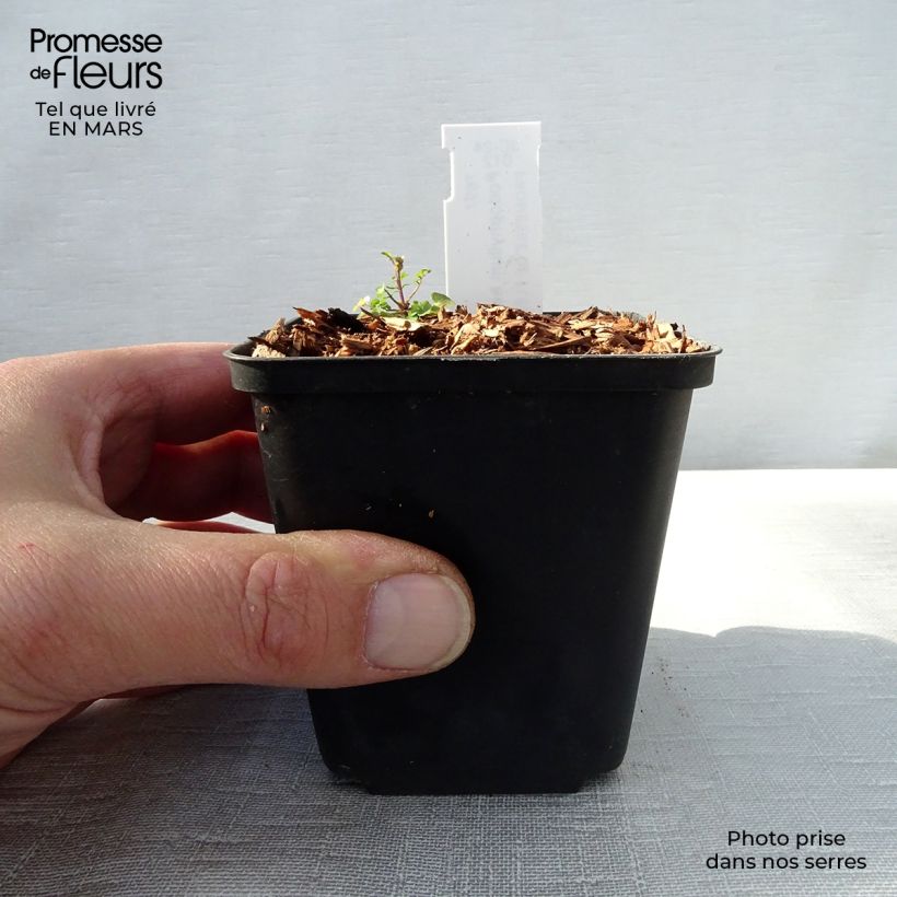 Podophyllum hexandrum 8/9 cm pot sample as delivered in spring