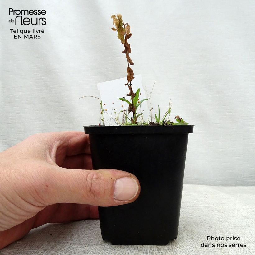 Podophyllum peltatum 8/9 cm pot sample as delivered in spring