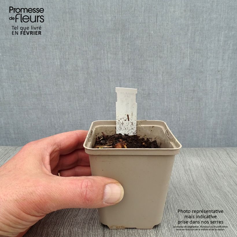 Podophyllum peltatum 8/9 cm pot sample as delivered in winter