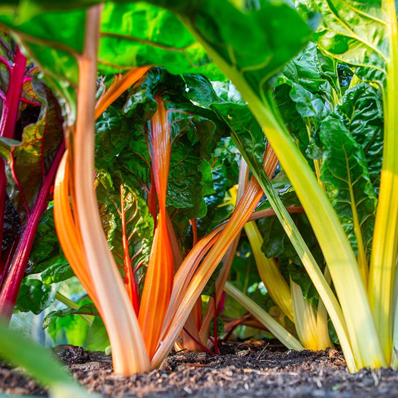 Fireworks Swiss Chard - Beta vulgaris subsp. cicla  (Harvest)