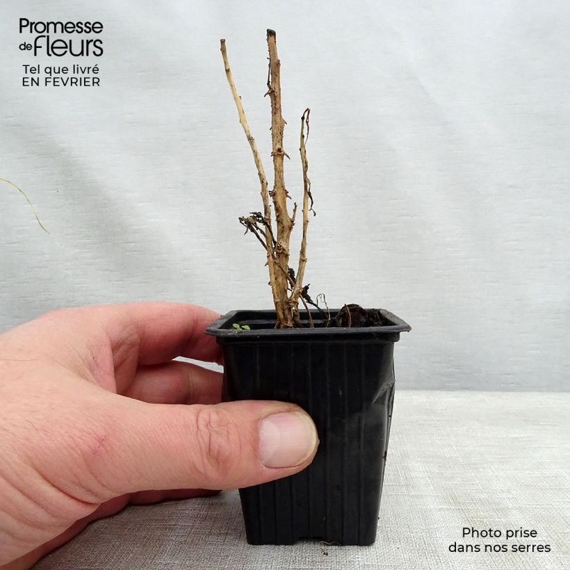 Pear Melon - Pepino - Solanum muricatum 7/8 cm pot sample as delivered in winter