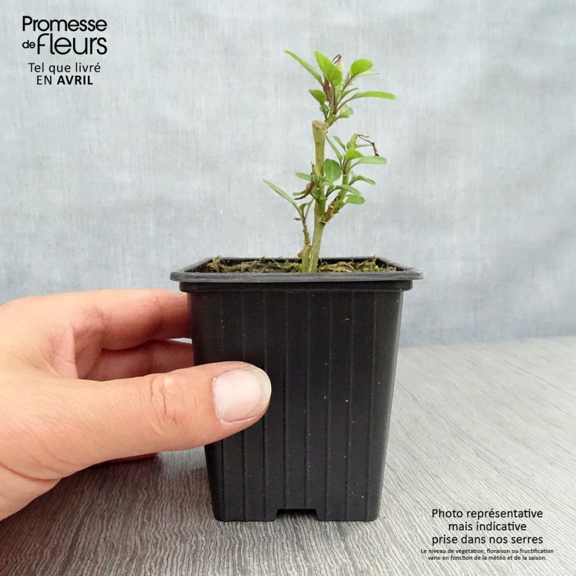 Pear Melon - Pepino - Solanum muricatum 7/8 cm pot sample as delivered in spring