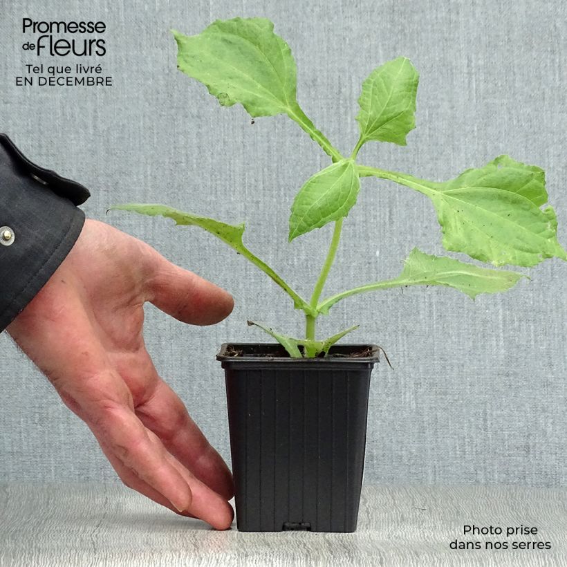 Smallanthus sonchifolius - Organic Earth Pear 8/9 cm pot sample as delivered in winter