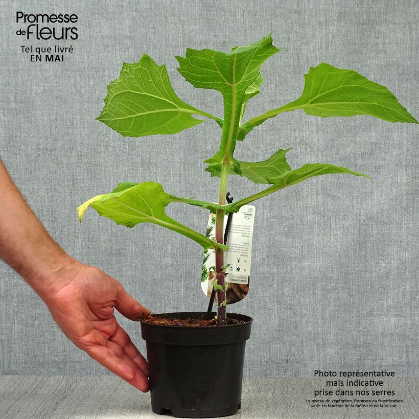 Smallanthus sonchifolius - Earth Pear or Yacón 1.5L/2L pot sample as delivered in spring