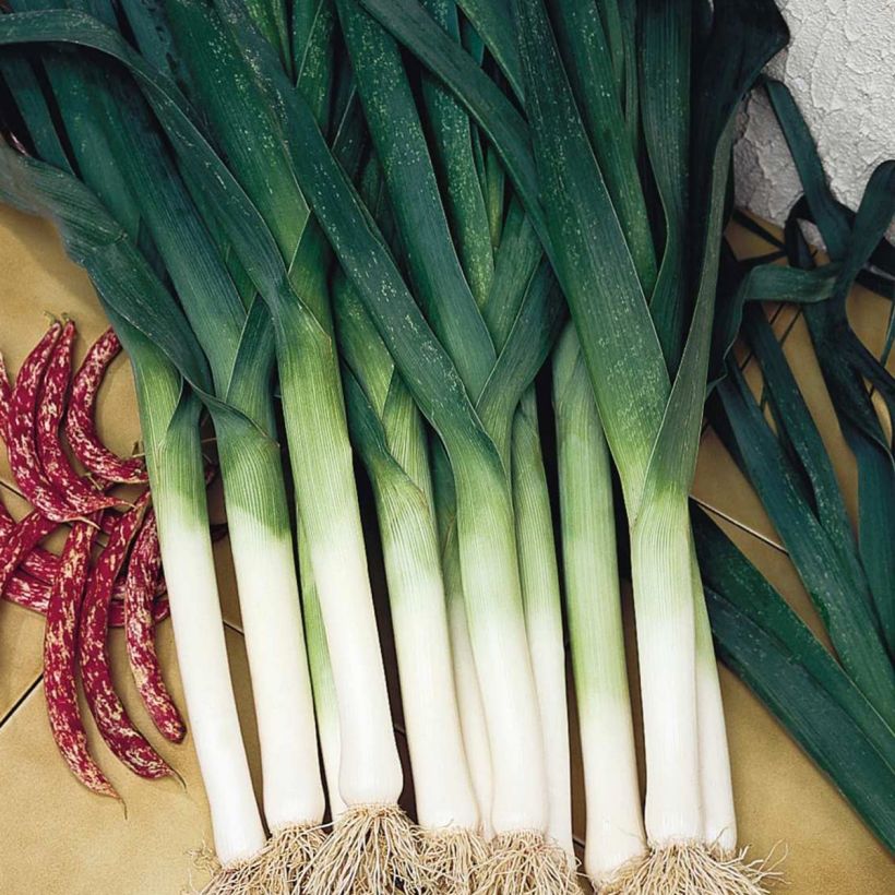 Leek Atal (Harvest)