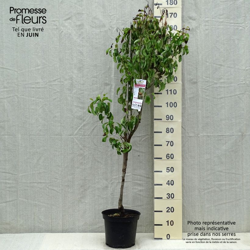 Pyrus communis Angelys - Pear Tree 7.5L/10L pot, Goblet sample as delivered in spring