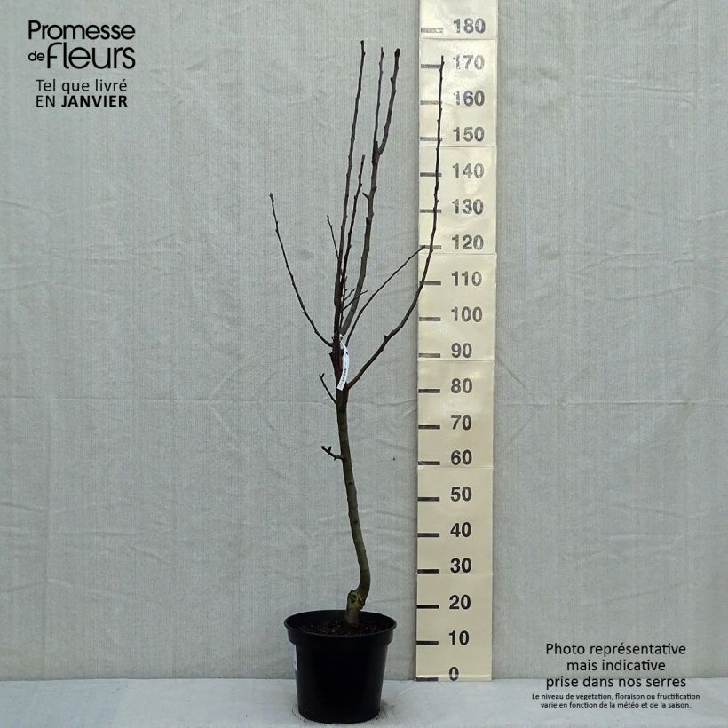 Pyrus communis Beurré Giffard - Pear Tree 7.5L/10L pot, Goblet sample as delivered in winter