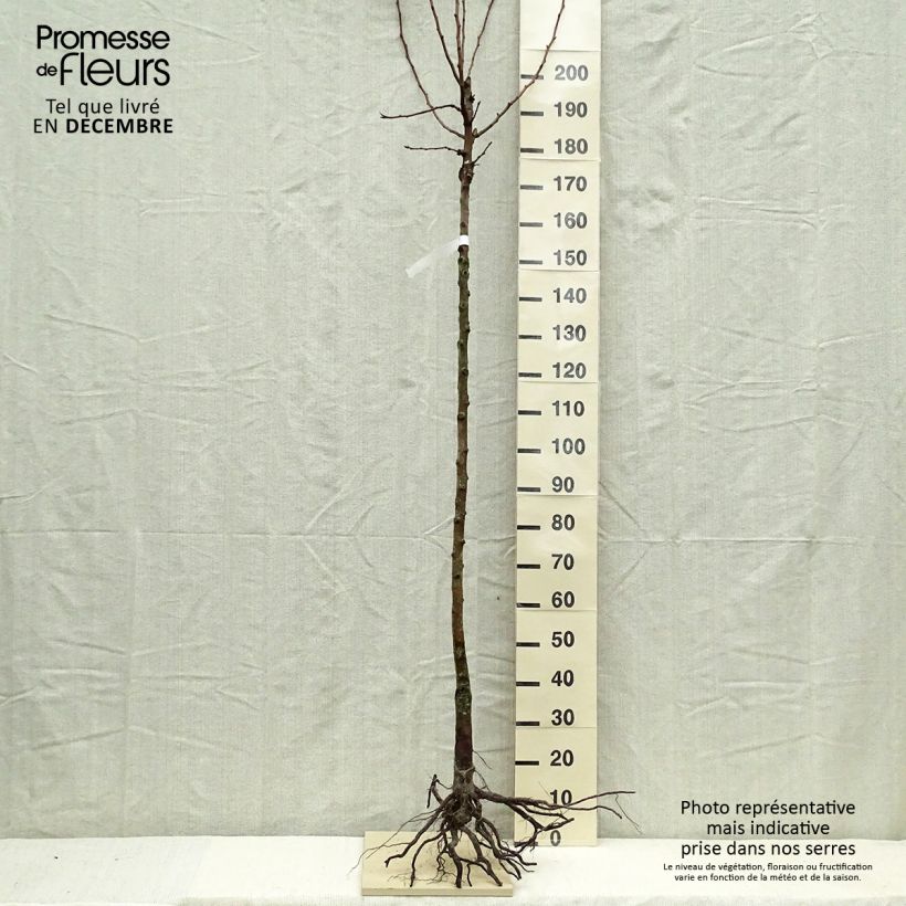 Pyrus communis Charneux - Pear Tree Bare root, Half standard sample as delivered in winter