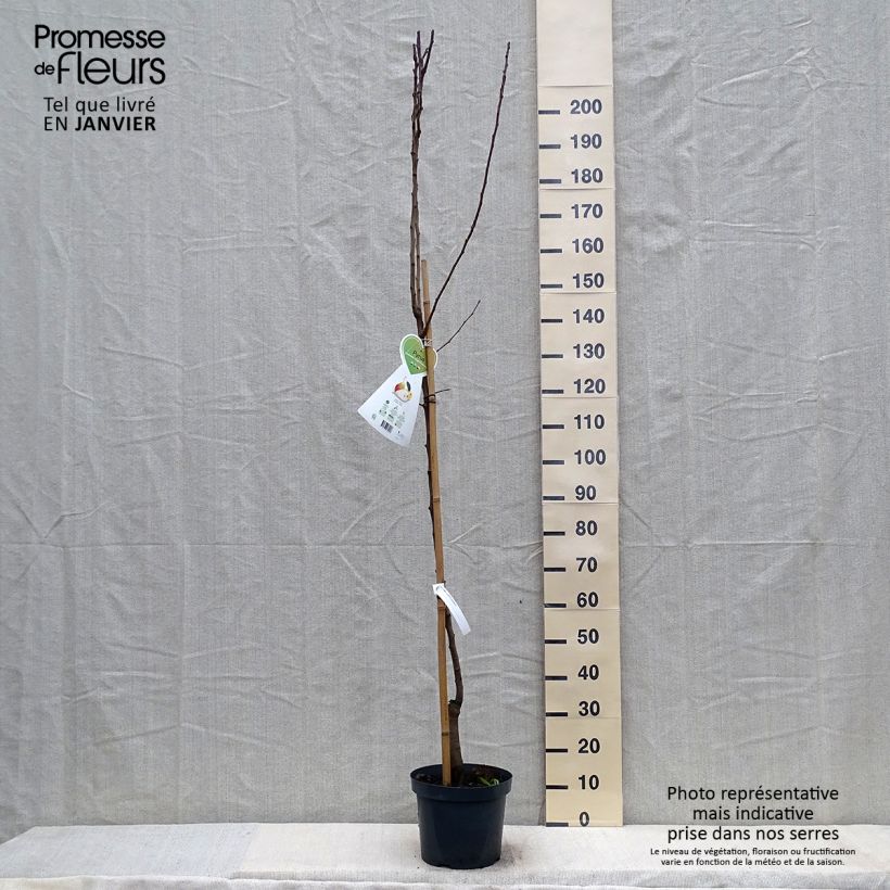 Pyrus communis Clapp’s Favorite - Pear Tree 7.5L/10L pot, Half standard sample as delivered in winter