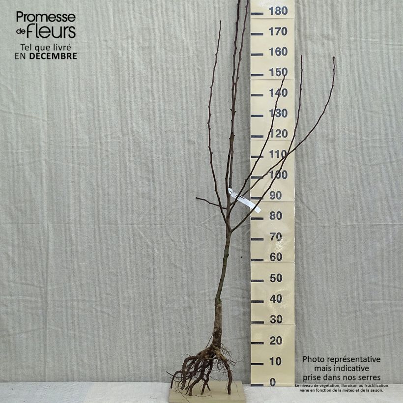 Pyrus communis Clapp’s Favorite - Pear Tree Bare root, Goblet sample as delivered in winter
