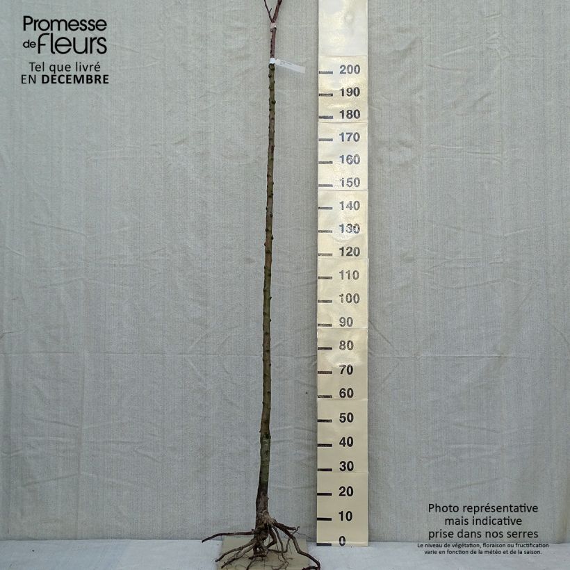 Pyrus communis Clapp’s Favorite - Pear Tree Bare root, Standard sample as delivered in winter