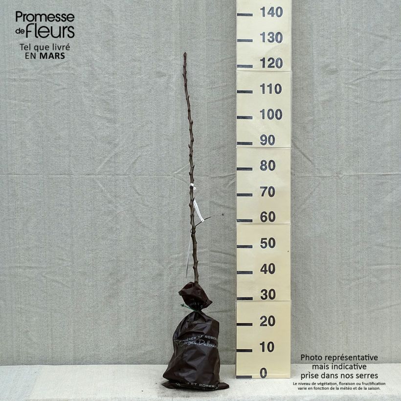 Pyrus communis Comtesse de Paris - Pear Tree Ready-to-plant root ball, Scion sample as delivered in spring