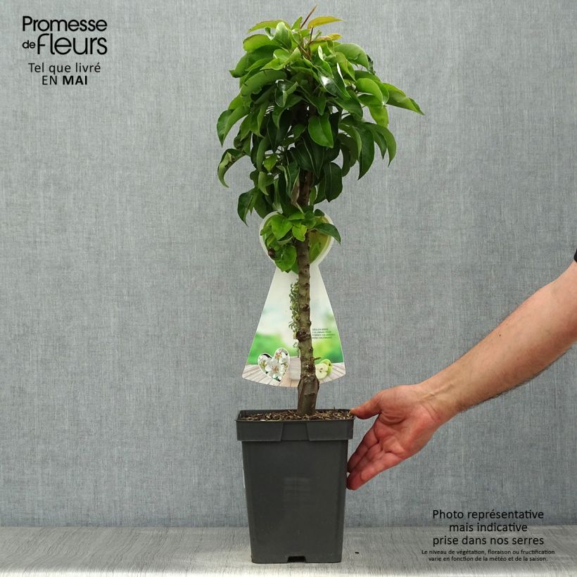 Pyrus communis Condo - Pear Tree 4L/5L pot, Dwarf sample as delivered in spring